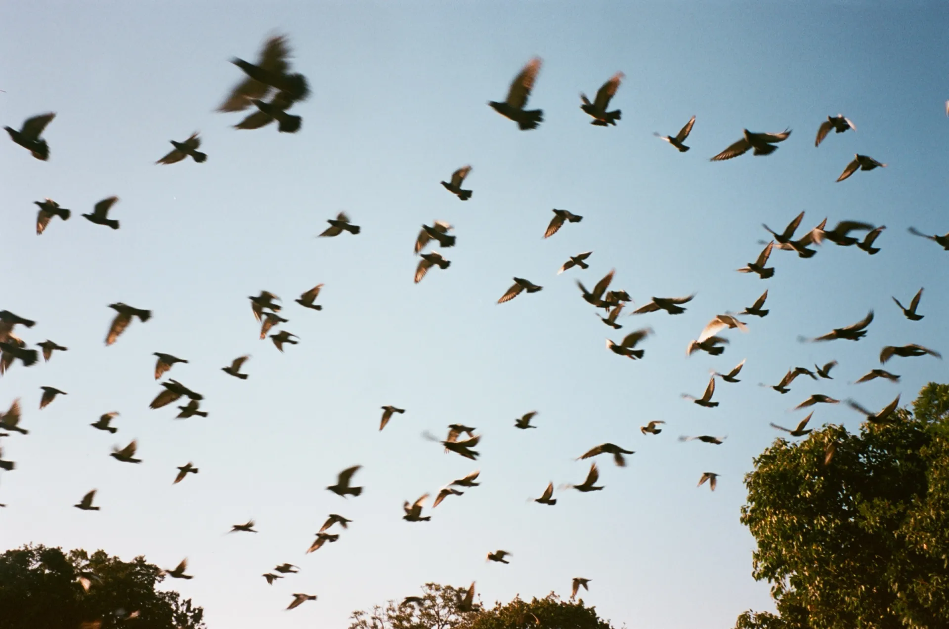 A flock of birds in flight against a warm blue sky